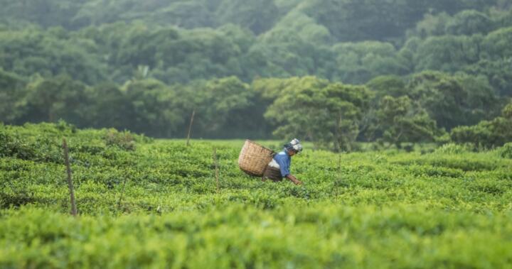 Green tea, Mauritius - Intaward expedition, photo: Rozle Bregar